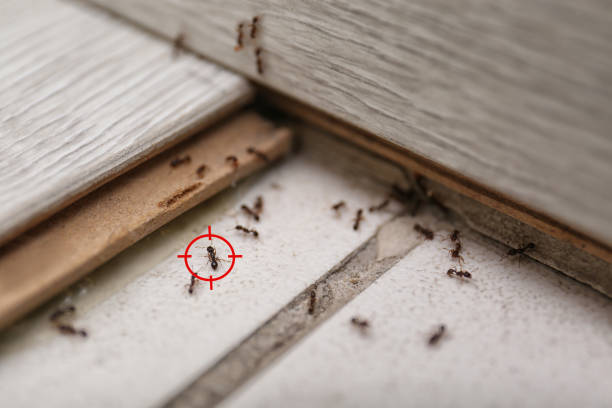 Best Local Pest Control Services  in Spring Lake Park, MN