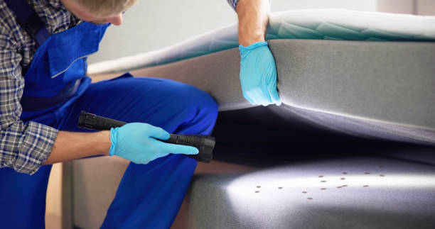 Best Flea Control Services  in Spring Lake Park, MN