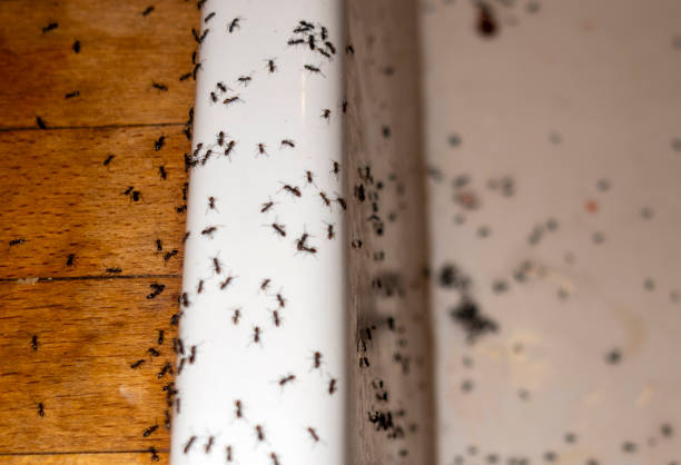 Best Residential Pest Control  in Spring Lake Park, MN